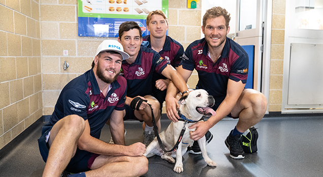 RSPCA Fundraiser Give to Get Them a Home Update Queensland Reds